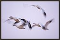 Snow Geese 3168 Thumbnail